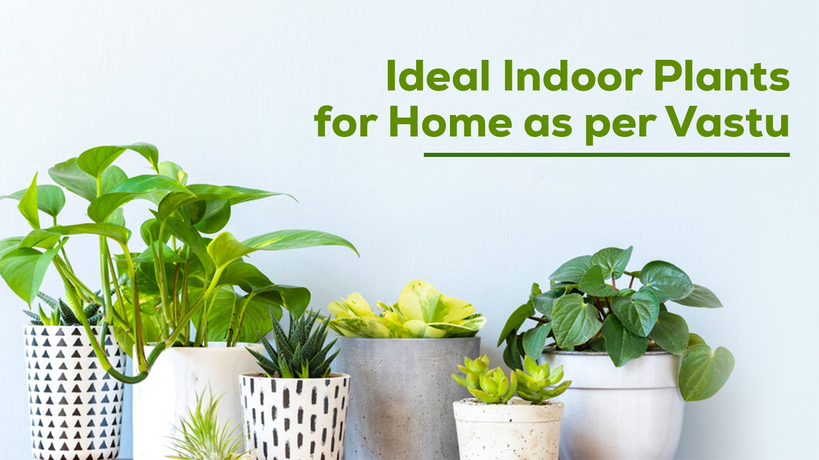 Positive Plants choice: Ideal Indoor Plants for Home as per Vastu